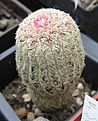 Нажмите на изображение для увеличения.

Название:	072 Echinocereus rigidissimus.JPG
Просмотров:	507
Размер:	64.6 Кб
ID:	465186