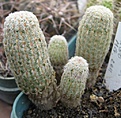 Нажмите на изображение для увеличения.

Название:	074 073 Echinocereus rigidissimus AG-60.JPG
Просмотров:	539
Размер:	45.4 Кб
ID:	465187