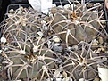 Нажмите на изображение для увеличения.

Название:	082 Gymnocalycium spegazzinii VS 120 (P3226).JPG
Просмотров:	618
Размер:	61.1 Кб
ID:	465190