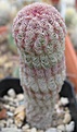 Нажмите на изображение для увеличения.

Название:	077 Echinocereus rigidissimus rubrispinus L-088.JPG
Просмотров:	528
Размер:	46.0 Кб
ID:	465191