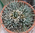 Нажмите на изображение для увеличения.

Название:	Aloe hawortioides.JPG
Просмотров:	626
Размер:	129.9 Кб
ID:	465192