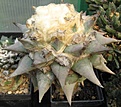 Нажмите на изображение для увеличения.

Название:	Ariocarpus confusus.JPG
Просмотров:	560
Размер:	53.3 Кб
ID:	465193