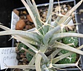 Нажмите на изображение для увеличения.

Название:	Astrophytum asterias Gonzales.JPG
Просмотров:	505
Размер:	26.6 Кб
ID:	465196