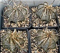 Нажмите на изображение для увеличения.

Название:	Astrophytum capricorne minor 065.JPG
Просмотров:	584
Размер:	148.3 Кб
ID:	465197