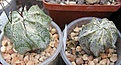 Нажмите на изображение для увеличения.

Название:	Astrophytum capricorne niveum.JPG
Просмотров:	523
Размер:	51.0 Кб
ID:	465198