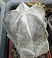 Нажмите на изображение для увеличения.

Название:	Astrophytum coahuilense 002.JPG
Просмотров:	540
Размер:	87.5 Кб
ID:	465199