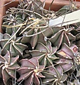 Нажмите на изображение для увеличения.

Название:	Astrophytum crassispinum (2).JPG
Просмотров:	1125
Размер:	67.3 Кб
ID:	465201