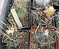 Нажмите на изображение для увеличения.

Название:	Astrophytum crassispinum.JPG
Просмотров:	1104
Размер:	87.0 Кб
ID:	465202