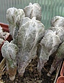 Нажмите на изображение для увеличения.

Название:	Astrophytum myriostigma columnare 043.JPG
Просмотров:	1066
Размер:	214.8 Кб
ID:	465204