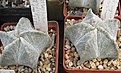 Нажмите на изображение для увеличения.

Название:	Astrophytum myriostigma potosinum (2).JPG
Просмотров:	1075
Размер:	70.4 Кб
ID:	465205