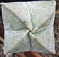 Нажмите на изображение для увеличения.

Название:	Astrophytum myriostigma quadricostatum.JPG
Просмотров:	1066
Размер:	66.4 Кб
ID:	465207