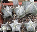 Нажмите на изображение для увеличения.

Название:	Astrophytum myriostigma SB 262.JPG
Просмотров:	1055
Размер:	74.7 Кб
ID:	465208