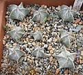 Нажмите на изображение для увеличения.

Название:	Astrophytum myriostigma RUS 056.JPG
Просмотров:	1041
Размер:	78.9 Кб
ID:	465209