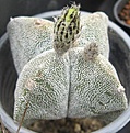 Нажмите на изображение для увеличения.

Название:	Astrophytum myriostigma quadricostatum (2).JPG
Просмотров:	1050
Размер:	68.0 Кб
ID:	465210