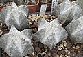 Нажмите на изображение для увеличения.

Название:	Astrophytum myriostigma tulense MG65.1 (2).JPG
Просмотров:	1071
Размер:	112.2 Кб
ID:	465211