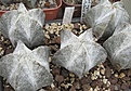 Нажмите на изображение для увеличения.

Название:	Astrophytum myriostigma tulense MG65.1 (2).JPG
Просмотров:	1057
Размер:	112.2 Кб
ID:	465211