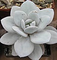 Нажмите на изображение для увеличения.

Название:	Echeveria laui.JPG
Просмотров:	1058
Размер:	41.3 Кб
ID:	465213