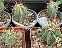 Нажмите на изображение для увеличения.

Название:	Astrophytum ornatum SB 1058.JPG
Просмотров:	1065
Размер:	79.7 Кб
ID:	465215