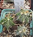 Нажмите на изображение для увеличения.

Название:	Astrophytum ornatum glabrescens  RUS 067.JPG
Просмотров:	1043
Размер:	100.4 Кб
ID:	465221