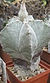 Нажмите на изображение для увеличения.

Название:	Astrophytum myriostigma tulense old.JPG
Просмотров:	1058
Размер:	41.8 Кб
ID:	465222