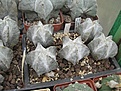 Нажмите на изображение для увеличения.

Название:	Astrophytum myriostigma tulense MG65.1.JPG
Просмотров:	1043
Размер:	89.0 Кб
ID:	465223