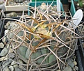 Нажмите на изображение для увеличения.

Название:	Gymnocalycium cardenasianum 5.JPG
Просмотров:	1103
Размер:	64.7 Кб
ID:	466201