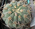 Нажмите на изображение для увеличения.

Название:	Gymnocalycium bayrianum 3.JPG
Просмотров:	1023
Размер:	61.7 Кб
ID:	466202