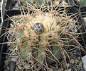 Нажмите на изображение для увеличения.

Название:	Gymnocalycium cardenasianum 7.JPG
Просмотров:	1019
Размер:	65.0 Кб
ID:	466203