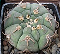Нажмите на изображение для увеличения.

Название:	Gymnocalycium bayrianum 1.JPG
Просмотров:	1062
Размер:	62.8 Кб
ID:	466204
