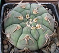 Нажмите на изображение для увеличения.

Название:	Gymnocalycium bayrianum 1.JPG
Просмотров:	1029
Размер:	62.8 Кб
ID:	466204