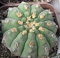 Нажмите на изображение для увеличения.

Название:	Gymnocalycium bayrianum 2.JPG
Просмотров:	989
Размер:	65.2 Кб
ID:	466205