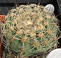 Нажмите на изображение для увеличения.

Название:	Gymnocalycium castellanosii.JPG
Просмотров:	1048
Размер:	90.1 Кб
ID:	466207