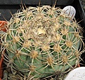 Нажмите на изображение для увеличения.

Название:	Gymnocalycium castellanosii.JPG
Просмотров:	1020
Размер:	90.1 Кб
ID:	466207