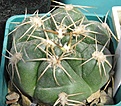 Нажмите на изображение для увеличения.

Название:	Gymnocalycium denudatum.JPG
Просмотров:	966
Размер:	86.2 Кб
ID:	466208