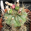 Нажмите на изображение для увеличения.

Название:	Gymnocalycium eurypleurum.JPG
Просмотров:	997
Размер:	68.4 Кб
ID:	466209