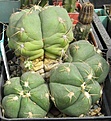 Нажмите на изображение для увеличения.

Название:	Gymnocalycium horstii.JPG
Просмотров:	1025
Размер:	78.7 Кб
ID:	466210