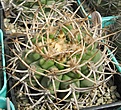 Нажмите на изображение для увеличения.

Название:	Gymnocalycium ferocior.JPG
Просмотров:	1040
Размер:	92.7 Кб
ID:	466211