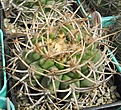 Нажмите на изображение для увеличения.

Название:	Gymnocalycium ferocior.JPG
Просмотров:	1011
Размер:	92.7 Кб
ID:	466211