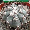 Нажмите на изображение для увеличения.

Название:	Echinocactus horizontalonius.JPG
Просмотров:	925
Размер:	93.8 Кб
ID:	466358