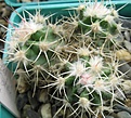 Нажмите на изображение для увеличения.

Название:	Echinocactus xeranthomoides.JPG
Просмотров:	1002
Размер:	82.2 Кб
ID:	466360