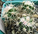 Нажмите на изображение для увеличения.

Название:	Echinocactus xeranthomoides.JPG
Просмотров:	973
Размер:	82.2 Кб
ID:	466360