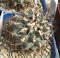 Нажмите на изображение для увеличения.

Название:	Sclerocactus.JPG
Просмотров:	912
Размер:	94.1 Кб
ID:	466468