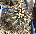 Нажмите на изображение для увеличения.

Название:	Sclerocactus.JPG
Просмотров:	884
Размер:	94.1 Кб
ID:	466468