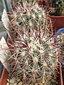 Нажмите на изображение для увеличения.

Название:	Sclerocactus polyancistrus 1.JPG
Просмотров:	895
Размер:	246.0 Кб
ID:	466469