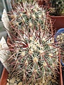 Нажмите на изображение для увеличения.

Название:	Sclerocactus polyancistrus 1.JPG
Просмотров:	863
Размер:	246.0 Кб
ID:	466469