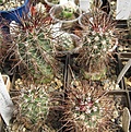 Нажмите на изображение для увеличения.

Название:	sclerocactus havasupaiensis.JPG
Просмотров:	885
Размер:	148.2 Кб
ID:	466470