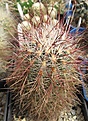 Нажмите на изображение для увеличения.

Название:	Sclerocactus polyancistrus 2.JPG
Просмотров:	918
Размер:	262.0 Кб
ID:	466471