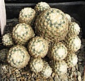 Нажмите на изображение для увеличения.

Название:	Pediocactus knowltonii.JPG
Просмотров:	920
Размер:	99.6 Кб
ID:	466473