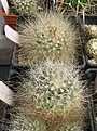 Нажмите на изображение для увеличения.

Название:	Pediocactus paradinei.JPG
Просмотров:	904
Размер:	126.4 Кб
ID:	466474