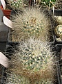 Нажмите на изображение для увеличения.

Название:	Pediocactus paradinei.JPG
Просмотров:	877
Размер:	126.4 Кб
ID:	466474